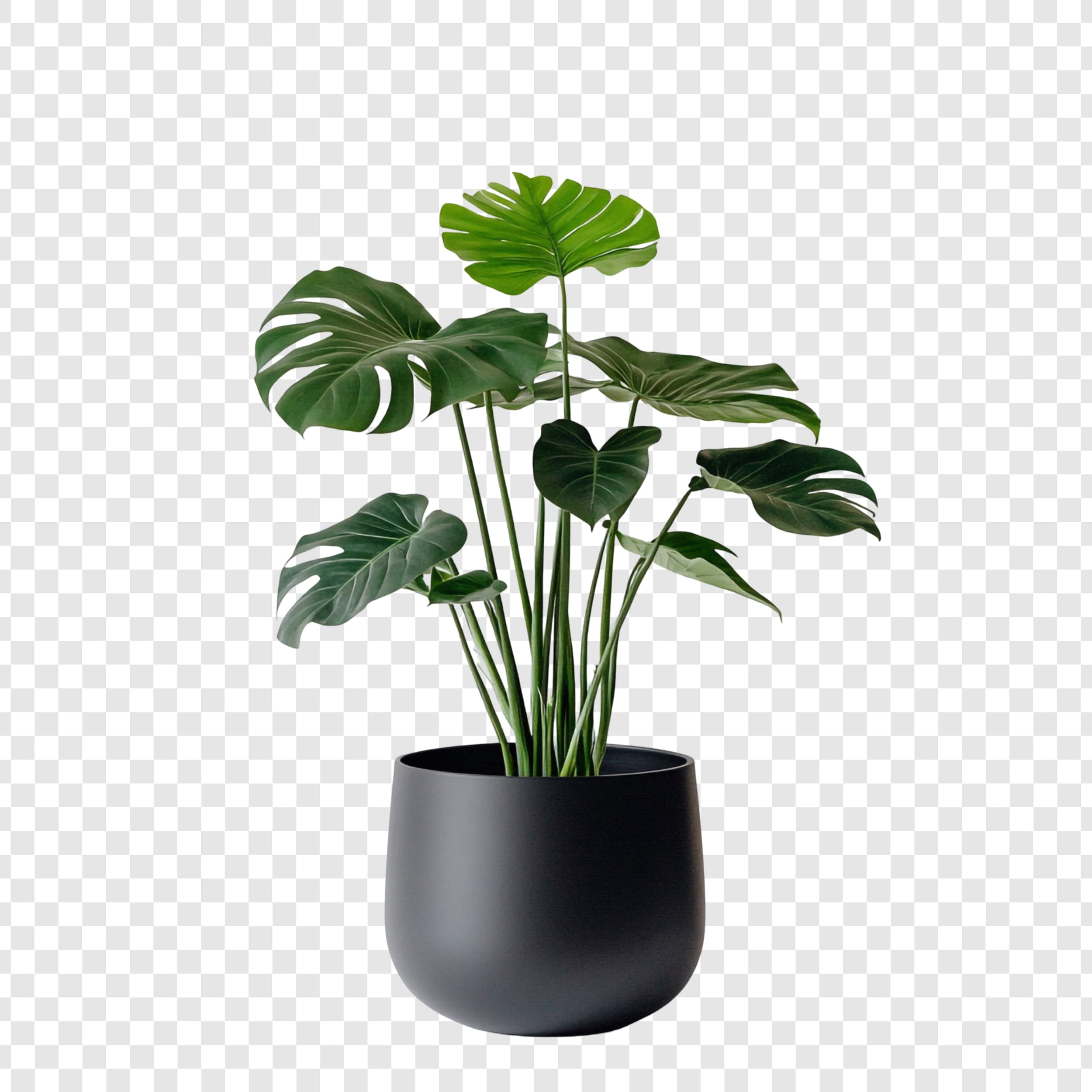 Planta en ambiente interior